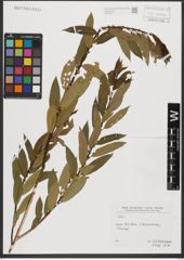Foto von Salix L.